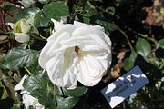 83 - Butchard Gardens  - IMG_1684